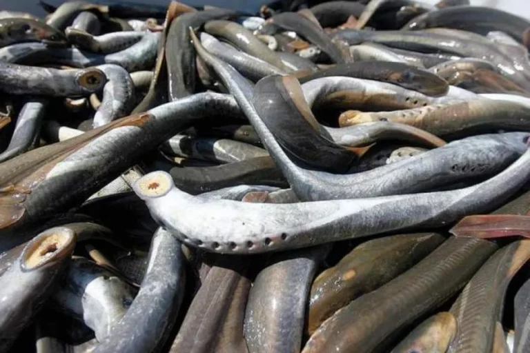 В Светупе задержан браконьер с рекордным уловом: 401 минога на 9600 евро ущерба