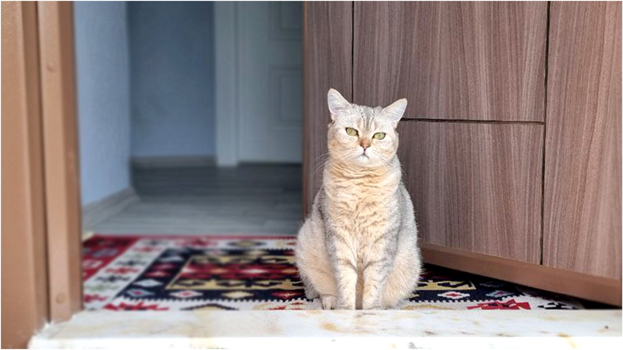 О чём думают кошки, когда остаются дома одни