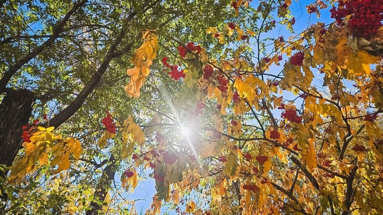 Начало октября в Латвии будет солнечным, но холодным