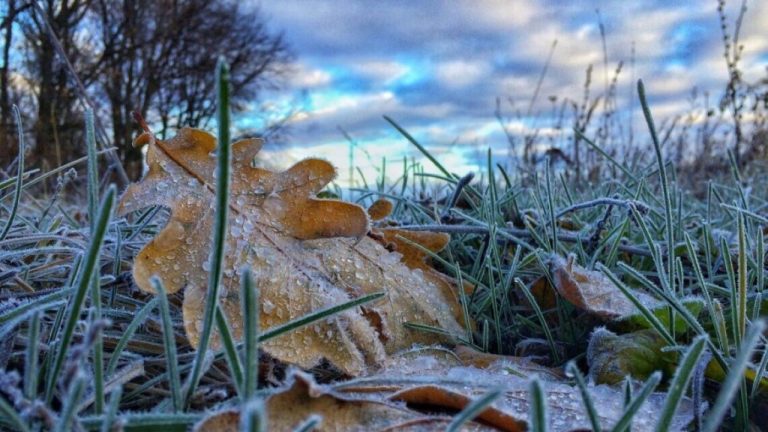 Держитесь. Ночью будут заморозки