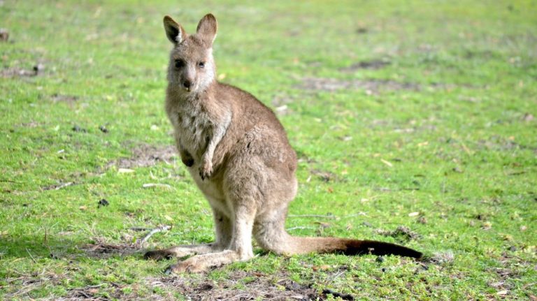 В Берлине полиция и жители ищут сбежавшего кенгуру