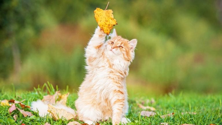 Лето пока еще с нами: до конца недели обещают до +25-27, правда, с дождями