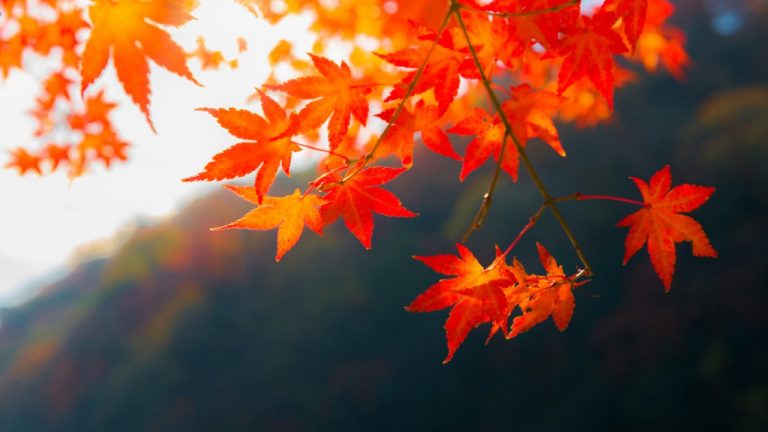 🍂 Для кого сентябрь будет не самым простым месяцем: под прицелом эти четыре знака зодиака