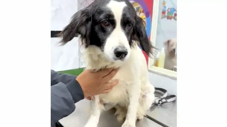 Четвероногий герой Перу: верный пёс обезвредил динамит и спас хозяина от покушения