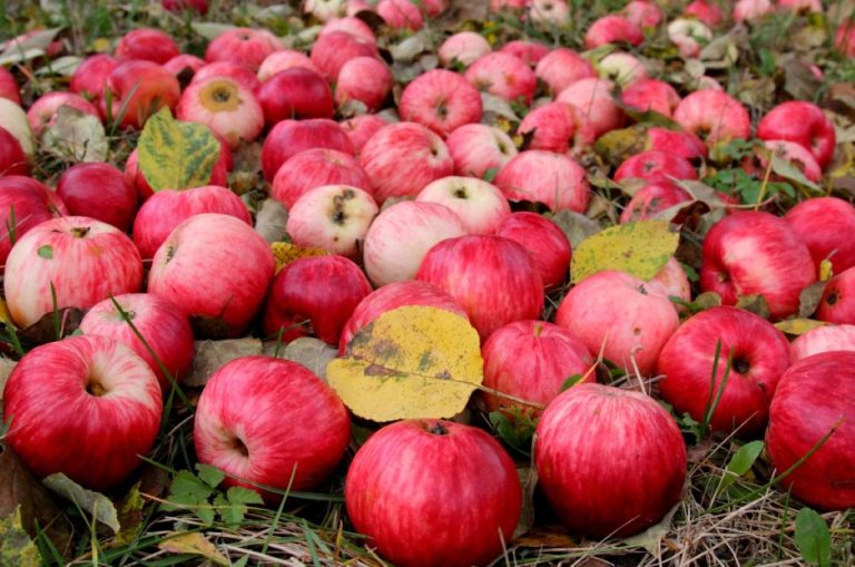 Добеле приглашает на Праздник яблок: дегустации, ярмарка и концерт артистов Дайлес театра