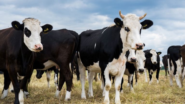 «Вирус синего языка»: в Литве отмечены первые случаи заболевания блютангом у крупного рогатого скота