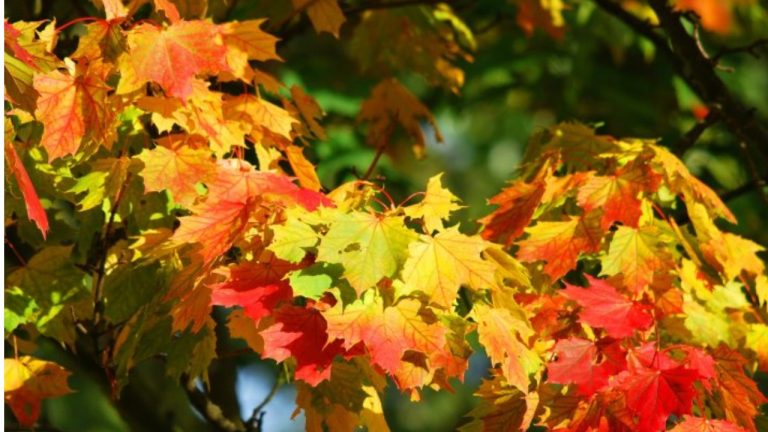 Обновленный прогноз на субботу: переменная облачность, без существенных осадков