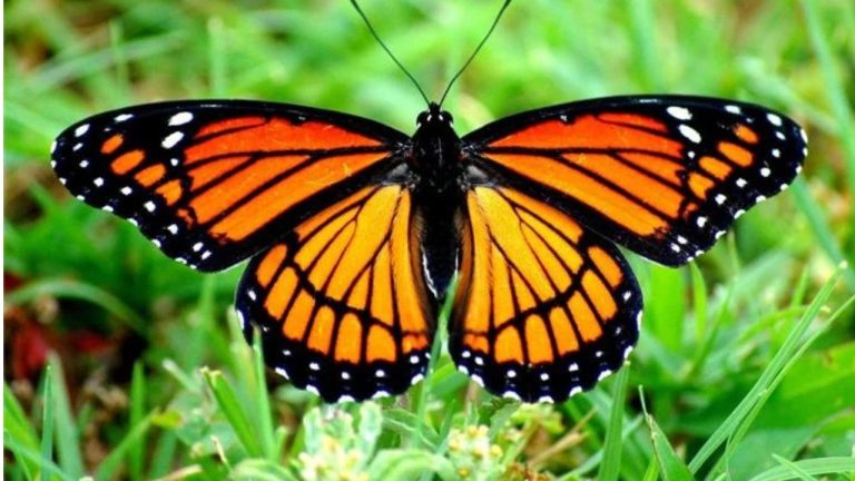 В Нью-Йорке ветеринары пересадили крыло бабочке-монарху - и она снова смогла летать