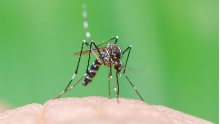 Срочное предупреждение: в Великобритании впервые обнаружены комары, переносящие опасные и смертельные вирусы