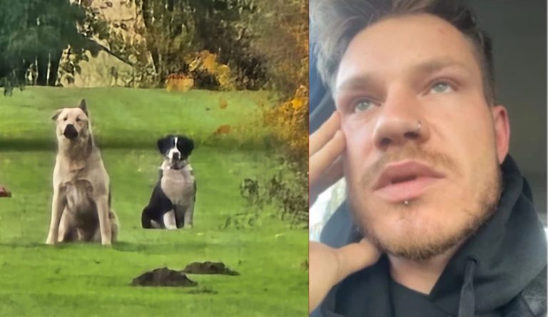 «Я внутренне умер»: в Бауском крае застрелены три собаки, хозяин требует справедливости