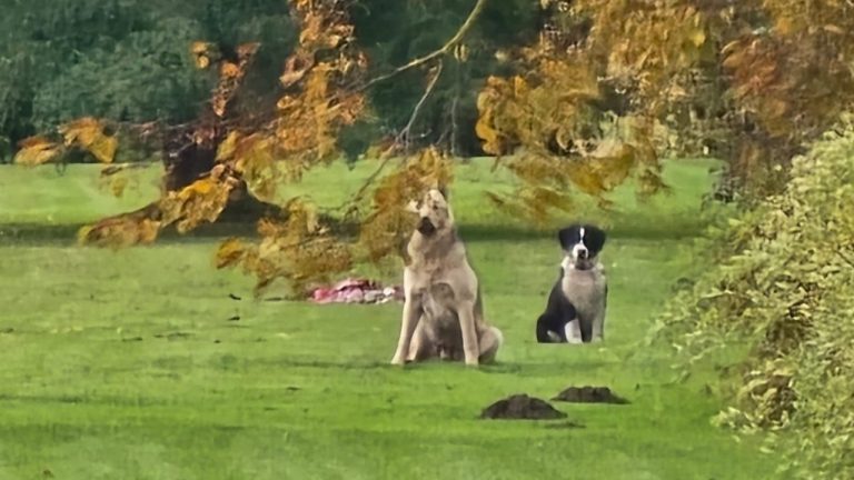 Полиция возбудила уголовное дело в связи с убийством трёх собак