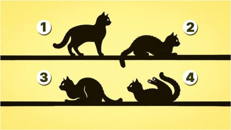 Каково ваше предназначение в жизни? Быстрый тест поможет вам определить, подходит ли вам путь науки, духовности или воображения.