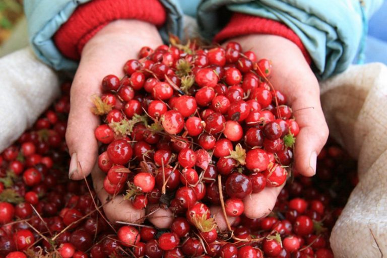Без сахара, без варки, без потерь - как сохранить клюкву до весны