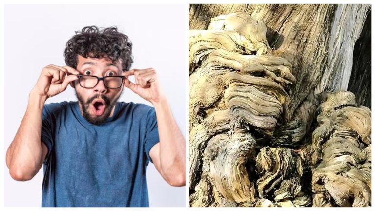 🐾 Глаз ястреба или просто везение? Найдите спящую кошку на дереве!