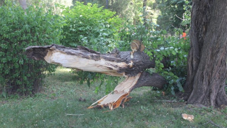 В Риге бушует сильный ветер, рижан просят не посещать парки и кладбища