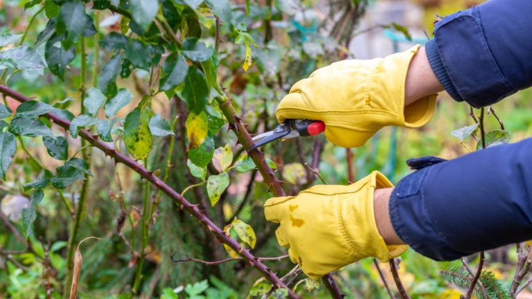 Как подготовить розы к зиме, чтобы весной их ждал настоящий взрыв цветов