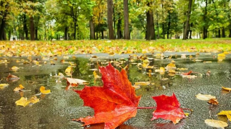 О погоде: солнце сменяют дожди, но короткие