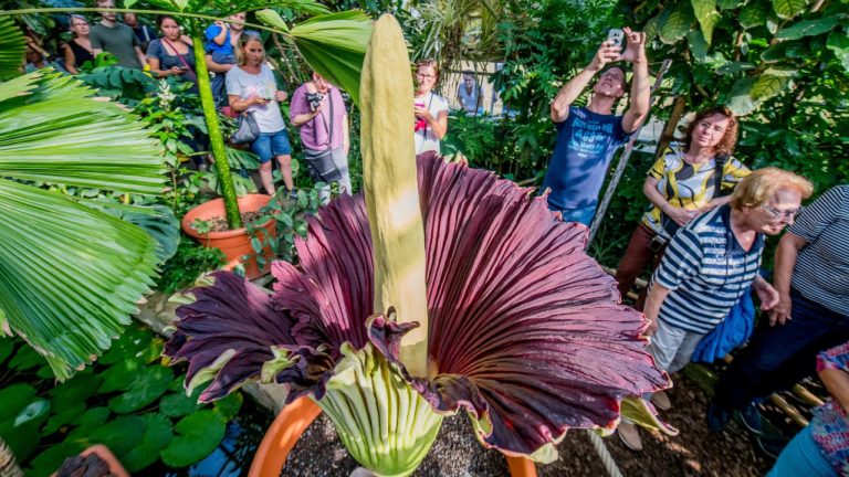 В Дортмунде украли “самый вонючий цветок мира”