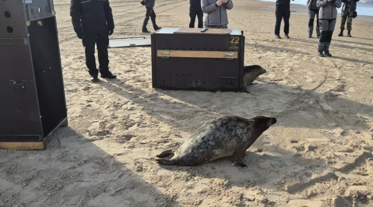 Двух спасённых тюленят из Рижского зоопарка выпустили в море у Вецаки
