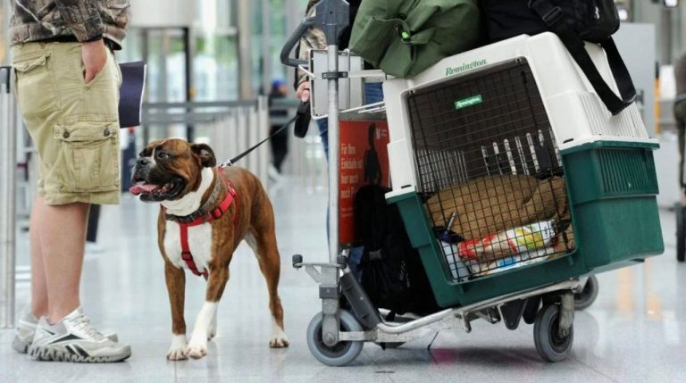 Суд ЕС постановил, что домашние животные в самолетах считаются багажом