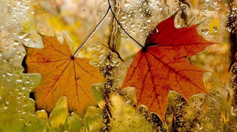 Прогноз погоды: пятница будет не только солнечной, но и дождливой. Но все еще золотой