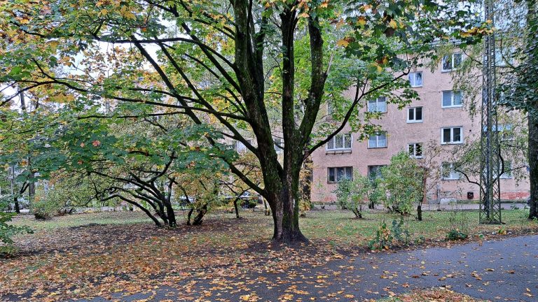 Тёплый четверг под дождём: в Латвии кратковременные осадки и до +14 °C