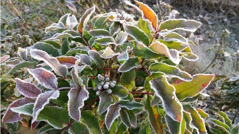 Ночью в Латвии температура воздуха местами опустится до -4 градусов