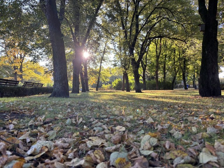 Латвийский фонд природы напоминает - листья под ногами, это не мусор, а дом для ежей и бабочек