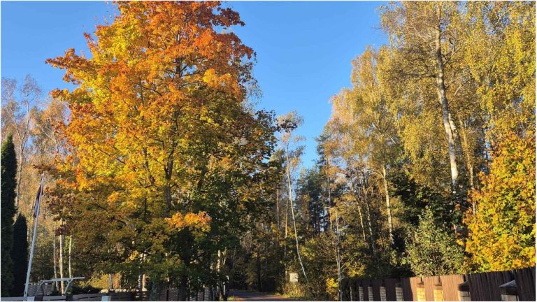 Сегодня мы будем наслаждаться золотым солнечным осенним днем!