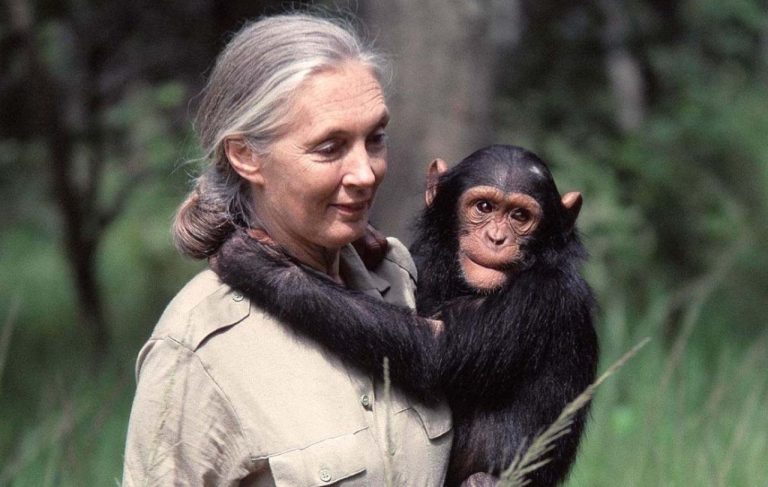 Мир потерял Джейн Гудолл - легендарного приматолога и защитницу животных