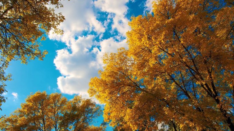 Погода на вторник: прохладно, облачно, ветрено, почти без дождя