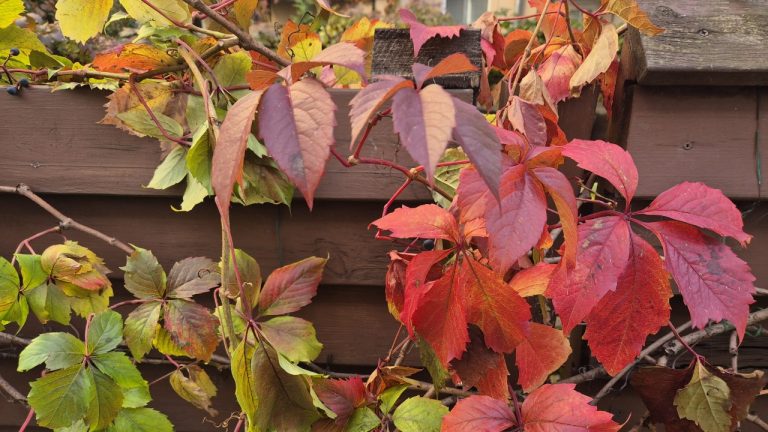 В понедельник на большей части территории страны будет светить солнце.