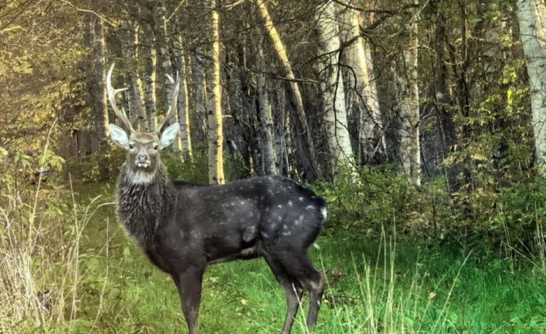 Бедный олень! В Эстонии объявили охоту на пятнистого беглеца из Латвии
