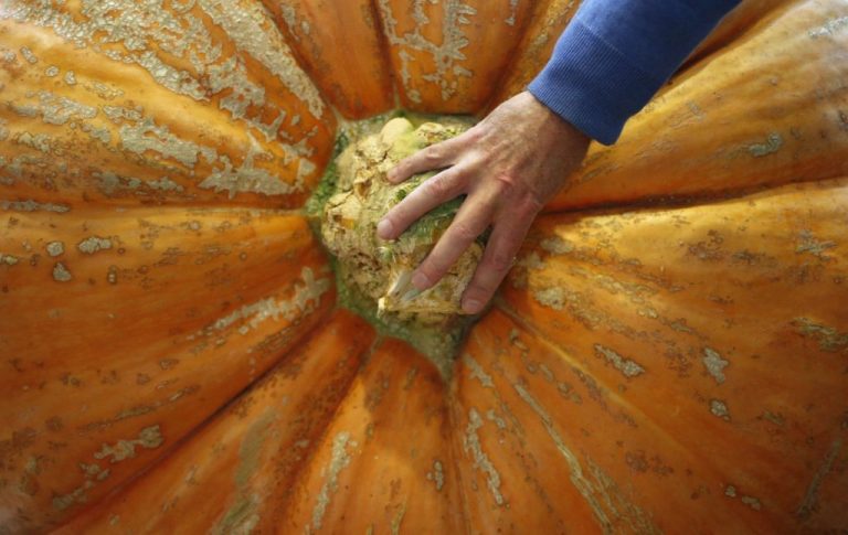 В Латвии выросла рекордная тыква: победитель весит 295 килограммов