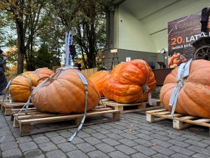 Онлайн-сервис для сравнения цен на продукты заработает в Латвии уже с 1 декабря