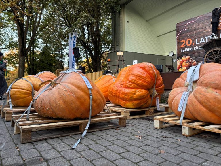 Сегодня в Верманском саду выберут самую большую тыкву Латвии
