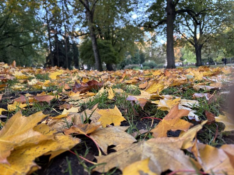 Синоптики предупредили о переменчивой среде с ветром и дождями