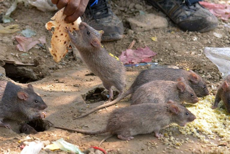 В Латвии растёт число случаев лептоспироза: врачи объяснили, как защититься