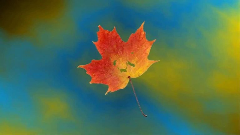 Завтра не забудьте зонт: четверг обещают дождливый