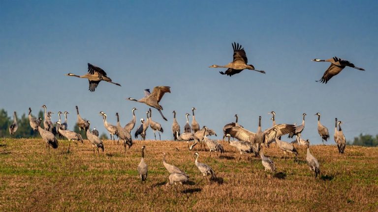 В Германии погибли тысячи журавлей: учёные сообщают о крупнейшей вспышке птичьего гриппа