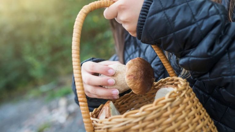 Большинство грибников уже так делают. Однако этот странный приём имеет и важное применение
