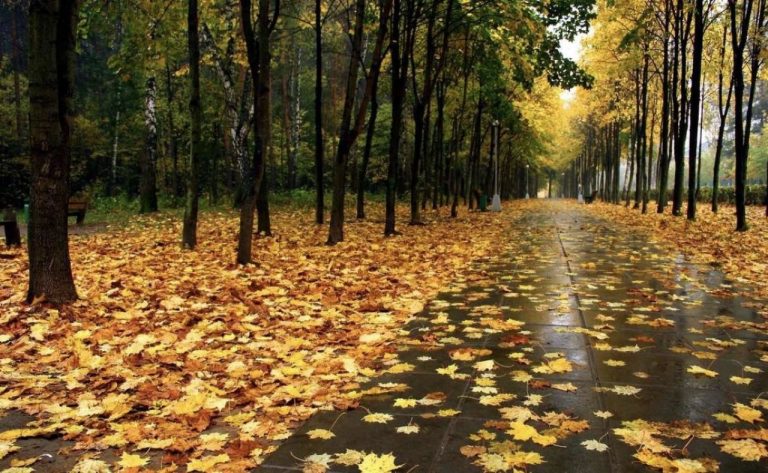 Погода на сегодня: немного солнца, немного дождя и умеренный ветер