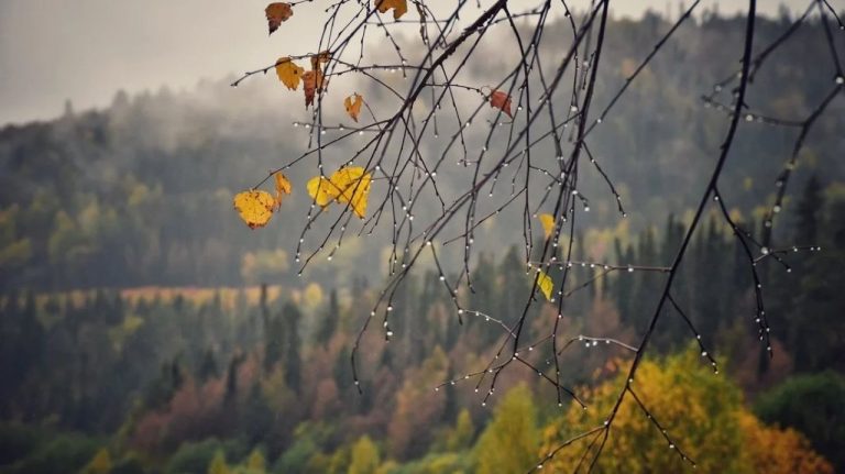 Во вторник в большинстве регионов Латвии пройдут дожди. А что потом?