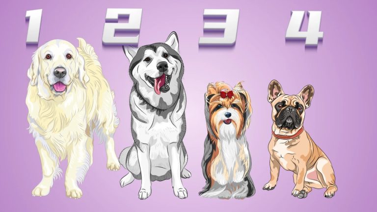 Личностный тест: какая собака самая дружелюбная? Это многое о вас расскажет.