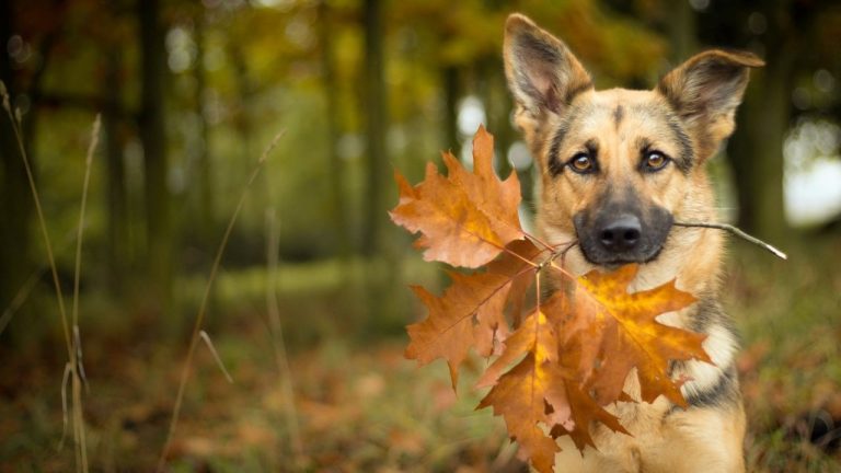Погода завтра и в ноябре: тепло и дождливо, иногда - солнечно
