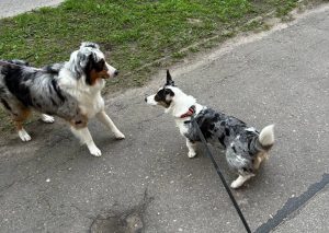 В Латвии гостят король и королева Дании: в программе - встречи, ужины, приемы