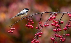 В приложении «Bolt» появился «Семейный профиль»