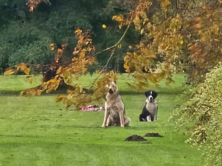 Не стреляйте в собак! После трагедии в Брунаве снят с должности глава муниципальной полиции