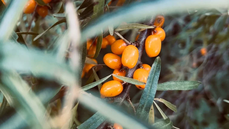 Облепиха: забытая суперсила против холестерина и усталости