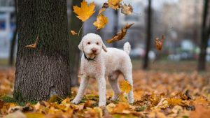 Бюджетная комиссия Латвии планирует уменьшить налог на продукты питания и литературу на латышском языке
